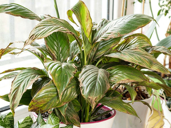Plant leaves before nutrient care