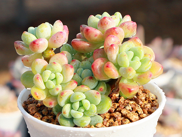 Stronger succulent growth after routine plant care