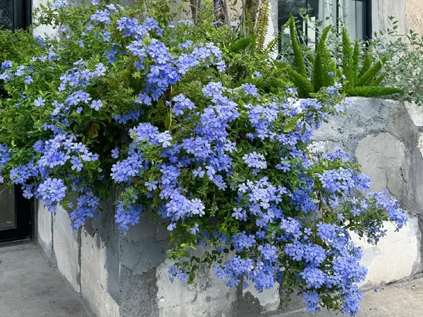 Flowering plant with fuller blooms after nutrient care