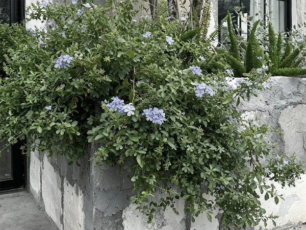 Flowering plant with few blooms before nutrient care