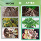 Hydroponic Plant Nutrient Solution