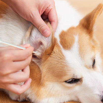 Cleaning Cotton Swabs for Dogs and Cats