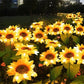 🌻50% OFF! ☀️ Waterproof sunflower solar lamps – Realistic petals, IP65 protection rating, and automatic 8 to 12 hour lighting ☀️🌻