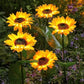 🌻50% OFF! ☀️ Waterproof sunflower solar lamps – Realistic petals, IP65 protection rating, and automatic 8 to 12 hour lighting ☀️🌻