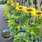 🌻50% OFF! ☀️ Waterproof sunflower solar lamps – Realistic petals, IP65 protection rating, and automatic 8 to 12 hour lighting ☀️🌻