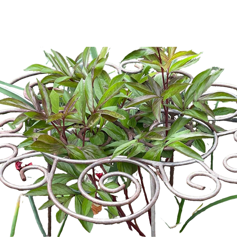 Sturdy plant support for flowers